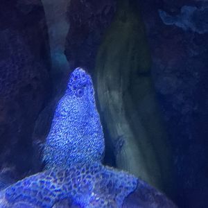 Pirates Passage- green moray, spotted moray