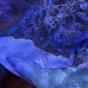 Pirates passage- spotted moray(I think it has cataracts)?