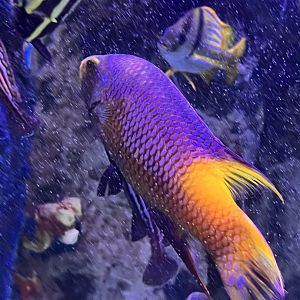 Pirates passage- Spanish hogfish