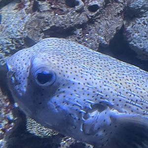 Pirates passage- porcupinefish