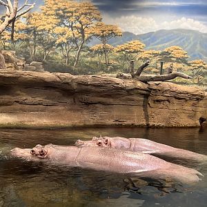 Hippo Haven- Nile hippo- Genny- Button