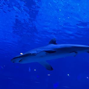 Ocean realm- silky shark