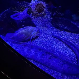 Jules Verne Gallery- wolf eel