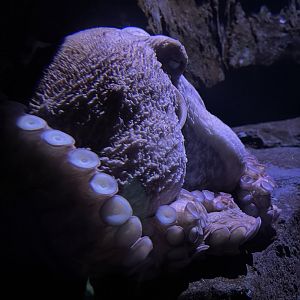 Jules Verne Gallery- giant pacific octopus- Phantom