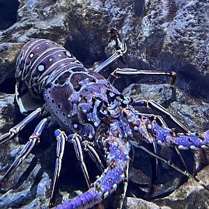 Pirates passage- spiny lobster