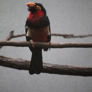 Bearded barbet (Lybius dubius)