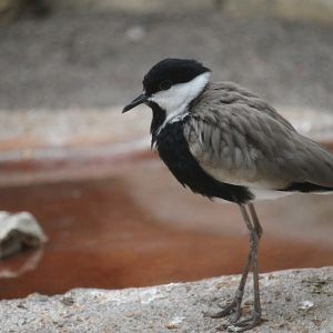 Spur-winged lapwing (Vanellus spinosus)