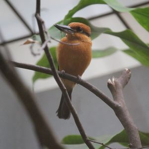Guam kingfisher (Todiramphus cinnamominus)