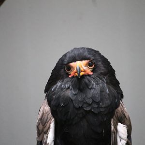 Bateleur eagle (Terathopius ecaudatus)
