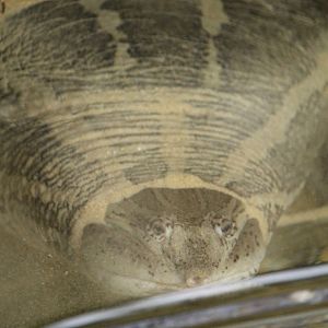 Asian narrow-headed softshell turtle (Chitra chitra)