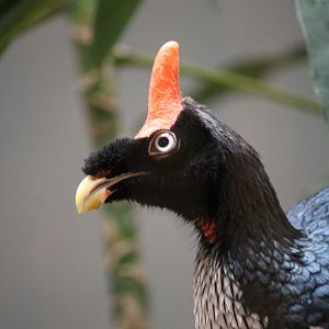 Horned guan (Oreophasis derbianus)