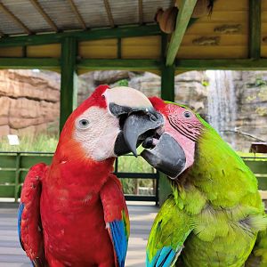 Scarlet and Great Green Macaw