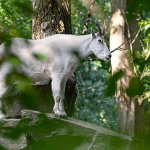 Rocky Mountain goat (Oreamnos americanus)