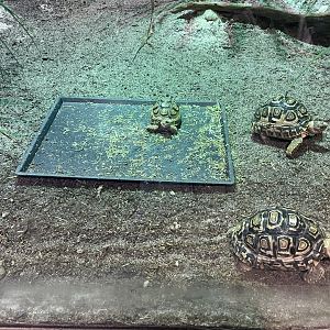Leopard Tortoises (Stigmochelys pardalis)