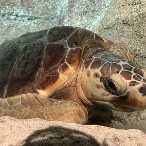 Lanzarote Aquarium 14/07/2024