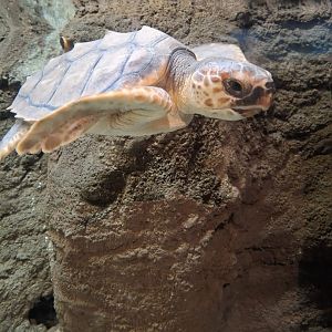 Lanzarote Aquarium 14/07/2024