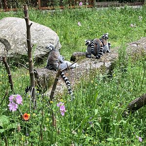 Ring-tailed lemurs 01/07/2024