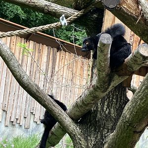 Black lemur 01/07/2024