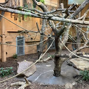 Indoor enclosure for ring-tailed lemurs and black lemurs 01/07/2024