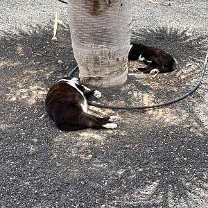 Very fat cat close to Lanzarote Aquarium 14/07/2024