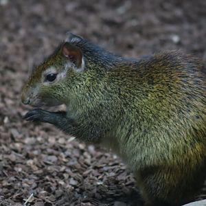 Black-rumped Agouti
