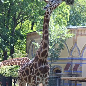 Hybrid Giraffe
