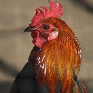 Red Junglefowl