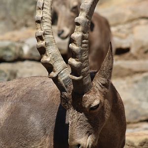 Siberian Ibex
