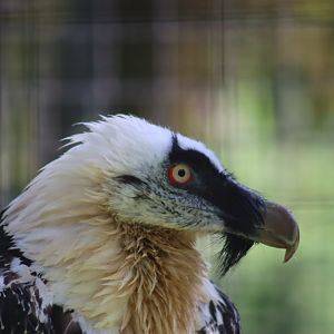 Bearded Vulture