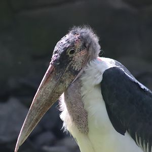 Marabou Stork
