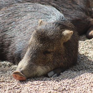 Southern white-lipped peccary