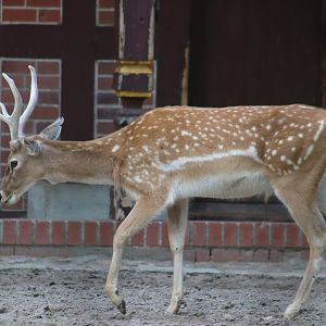 Persian Fallow Deer