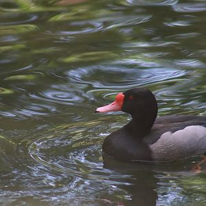 Rosy-billed Pochard