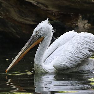 Dalmatian Pelican