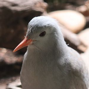 Kagu