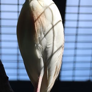 Western Cattle Egret