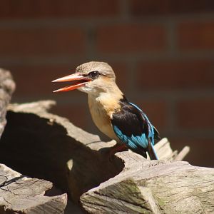 Brown Hooded Kingfisher