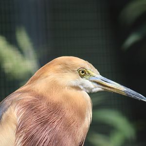 Javan pond-heron