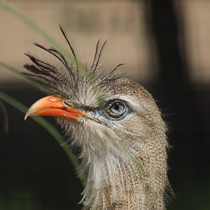 Red-legged Seriema