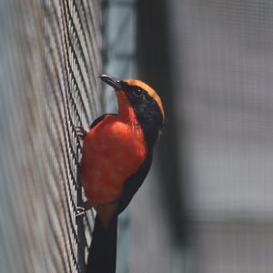Yellow-crowned Gonolek