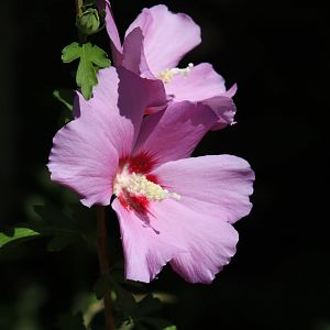 Hibiscus Flower