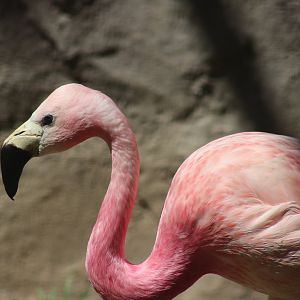 Andean Flamingo