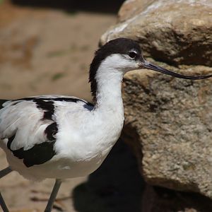 Pied Avocet