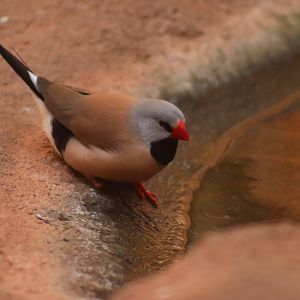 Long-tailed Finch