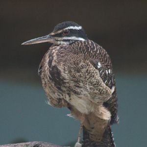 Sunbittern