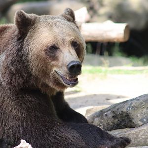 European Brown Bear