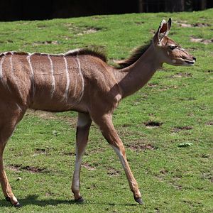 Greater Kudu