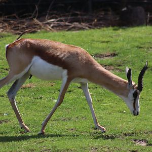 Southern Springbok