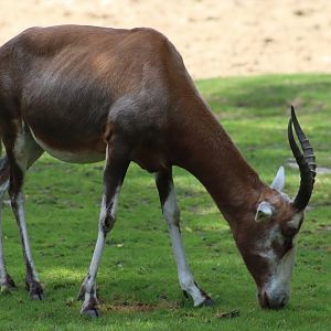 Blesbok