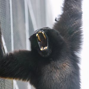 Skywalker hoolock gibbon